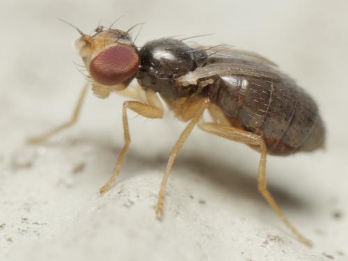 Réf. 362 138 : Stiphrosoma sabulosum
