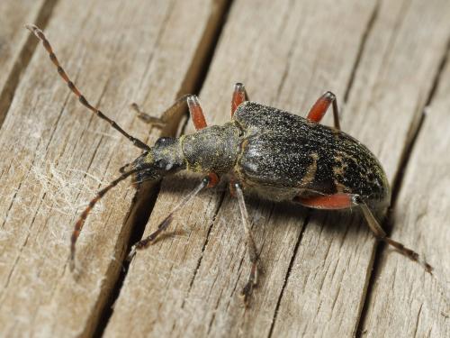 Réf. 362 097 : Evodinus clathratus