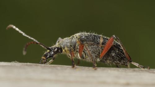 Réf. 362 098 : Evodinus clathratus