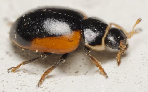 Réf. 362 230 : Ceratomegilla rufocincta