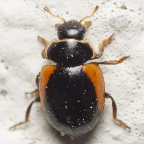 Réf. 362 229 : Ceratomegilla rufocincta