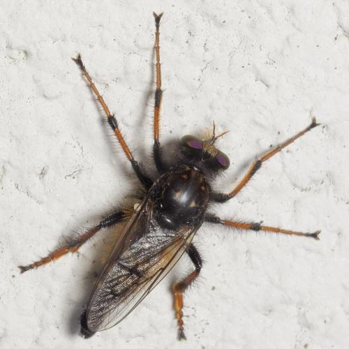 Cyrtopogon ruficornis