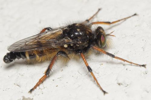Cyrtopogon ruficornis