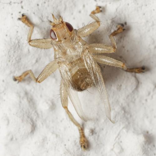 Stenepteryx hirundinis