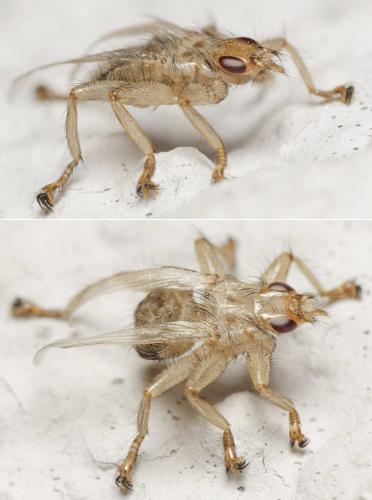 Stenepteryx hirundinis