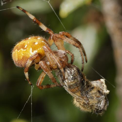 Araneus quadratus