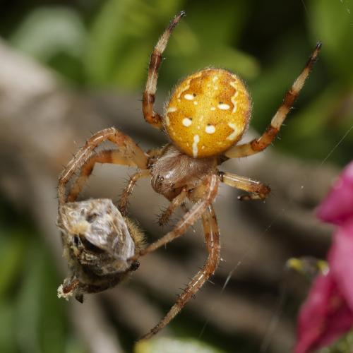 Araneus quadratus