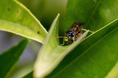 Réf. 362 040 : Gorytes laticinctus