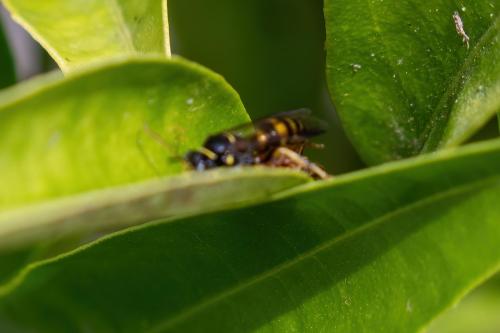 Réf. 362 041 : Gorytes laticinctus