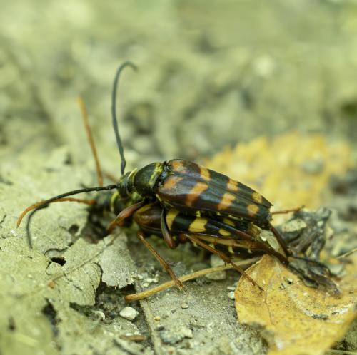 Leptura aurulenta