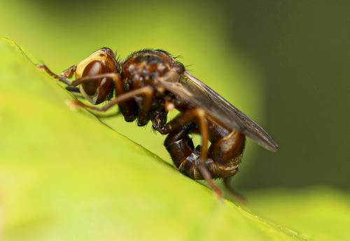 Sicus ferrugineus