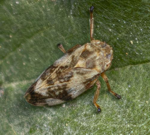 Philaenus spumarius