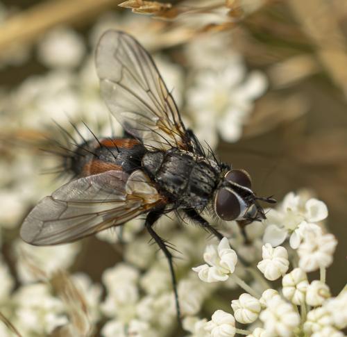 Eriothrix rufomaculatus