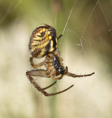 Neoscona byzanthina