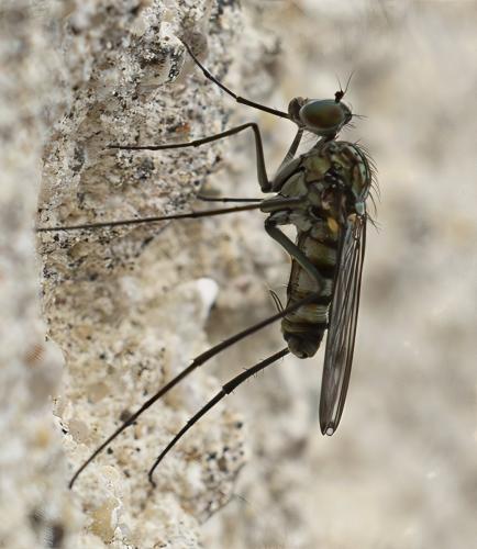 Liancalus virens
