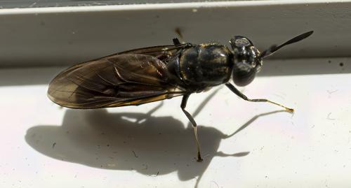Hermetia illucens