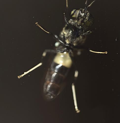 Hermetia illucens
