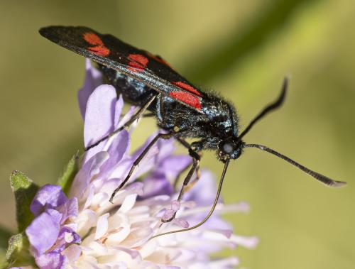 Zygaena transalpina
