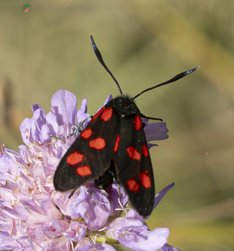 Zygaena transalpina