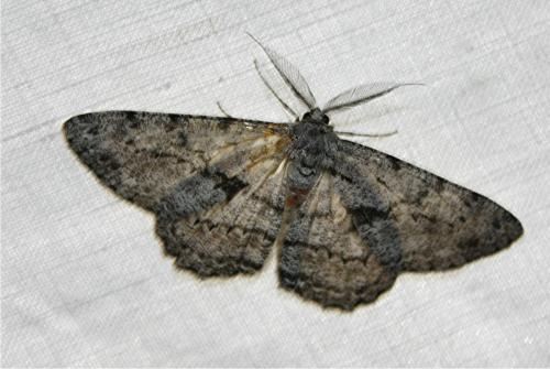 Hypomecis roboraria