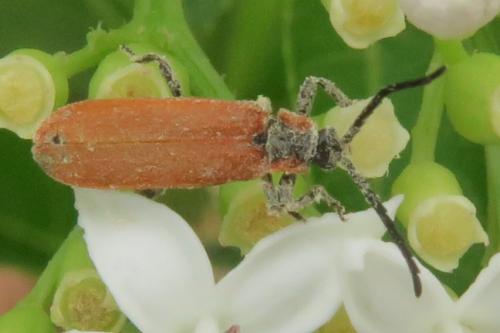Lygistopterus sanguineus