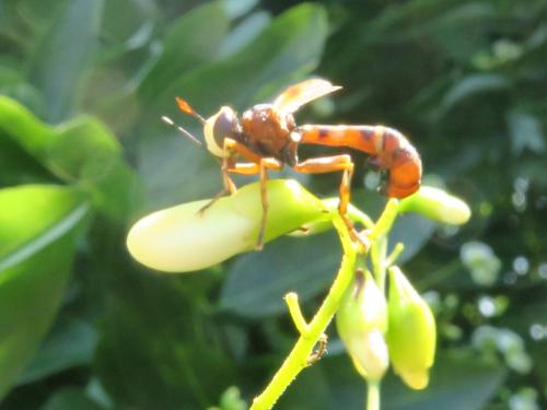 Physocephala vittata