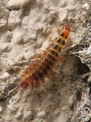 Drilus flavescens