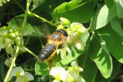 Megachile sculpturalis