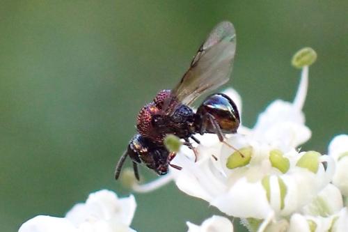 Perilampus aeneus
