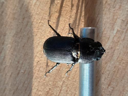 Dorcus parallelipipedus