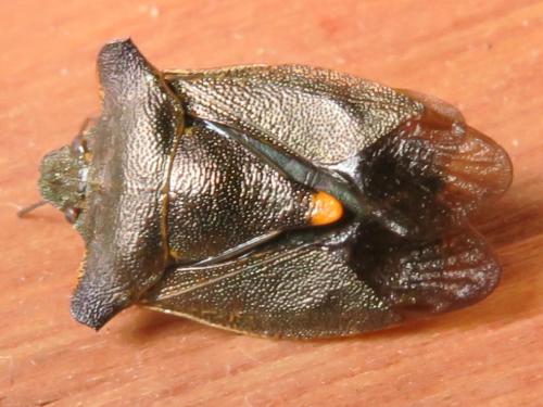 Pentatoma rufipes