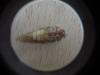 362324 – Photo : Globo – France (26)
