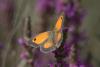 362234 – Photo : michel girond – France (38)