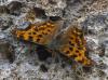 Polygonia c-album