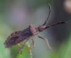 Coriomeris sp.