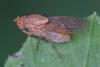 362296 – Photo : ANDRE LABETAA – France (31)