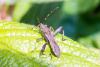 362347 – Photo : Jean-Claude Lablanquie – France (63)