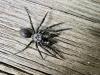 Atypus sp.