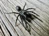 Atypus sp.