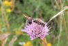 362415 – Photo : Christian Peyron – France (11)