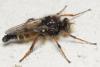 Cyrtopogon ruficornis