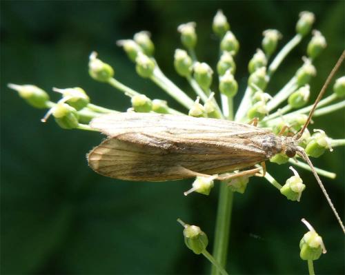 Odontocerum albicorne