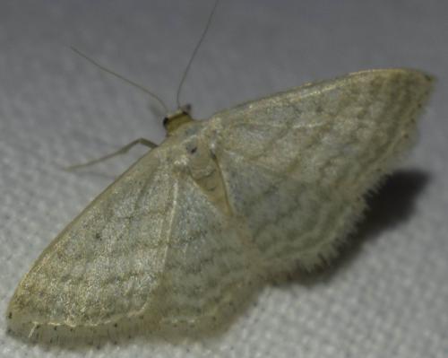 Idaea subsericeata