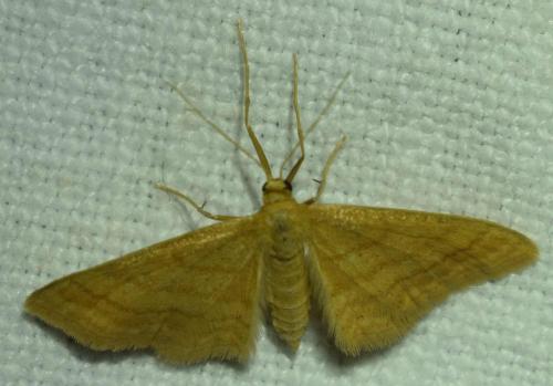 Idaea ochrata