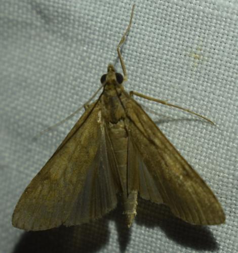 Nomophila noctuella