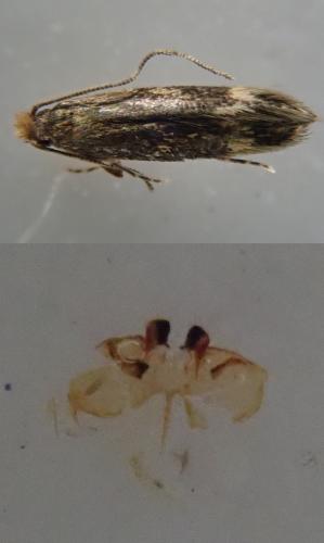 Oinophila v-flava