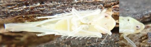 Zygina eburnea