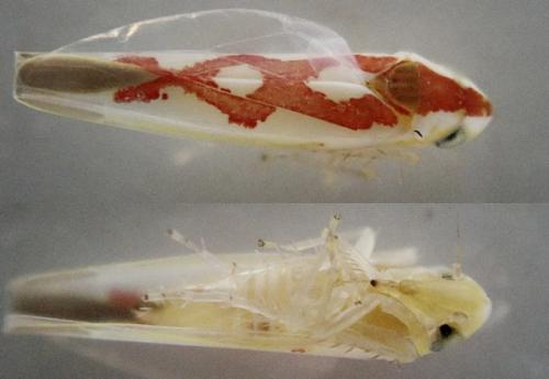 Zygina flammigera