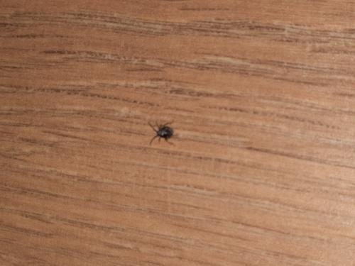 Gibbium sp.