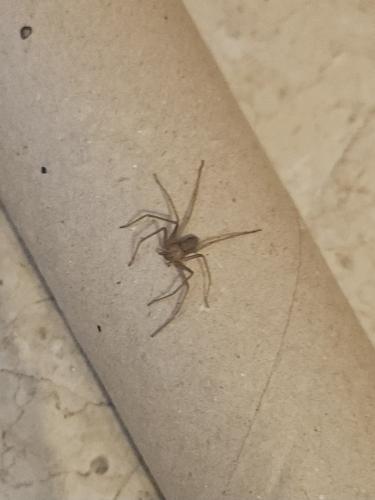 Loxosceles rufescens